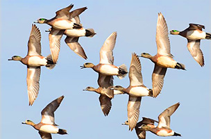 photograph of a flock of birds flying