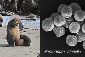 Testing confirmed widespread exposure of saxitoxin in marine mammals and other wildlife.
